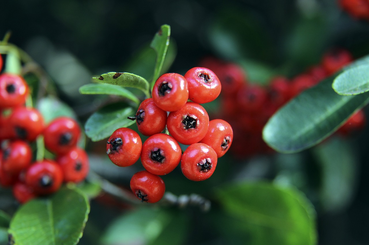 虎扑体育:足球——意甲:AC米兰胜科莫.